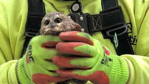 The Saw-whet owl had gone at least 3 days without food or water but spotted by one of the crew securing the tree.