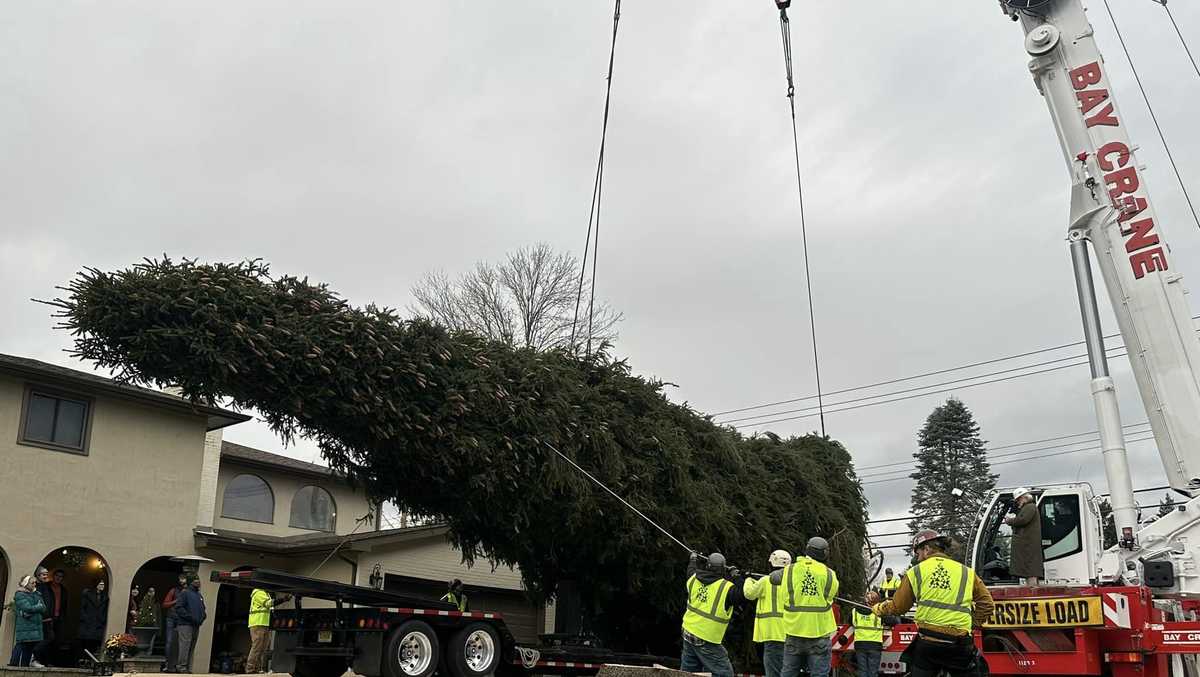 Rockefeller Center Christmas Tree cut down in Vestal, New York