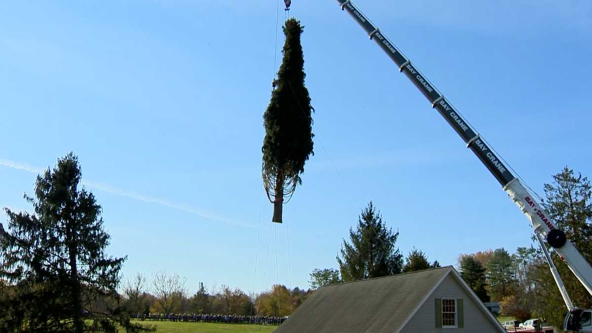 Rockefeller Christmas Tree On Its Way To Nyc