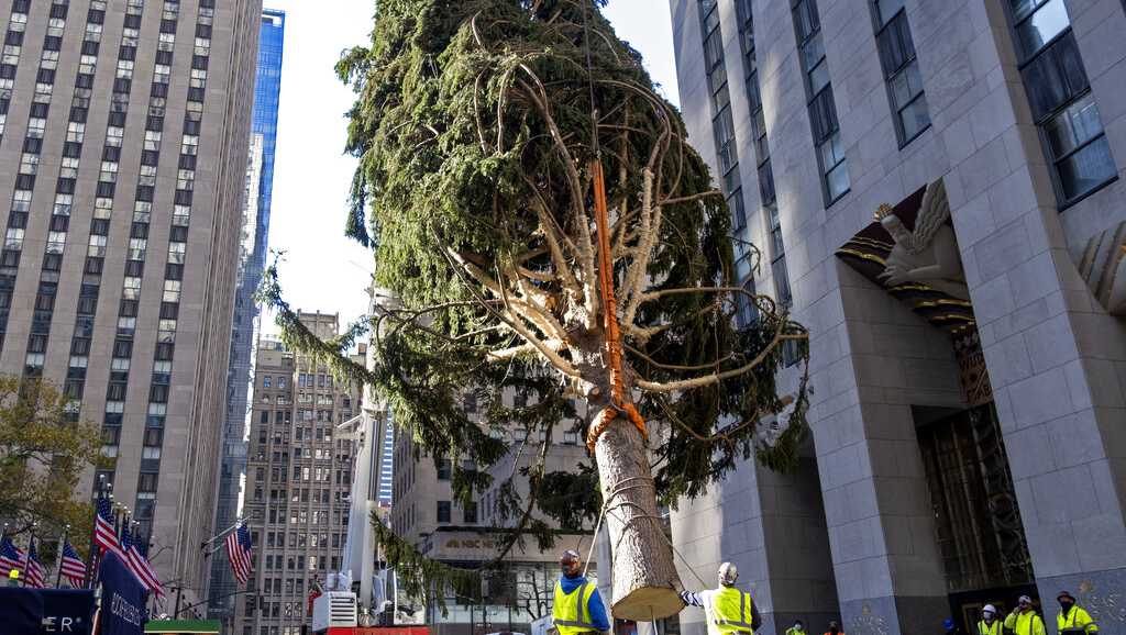 Rockefeller Center Christmas tree goes up; lighting to happen early next month