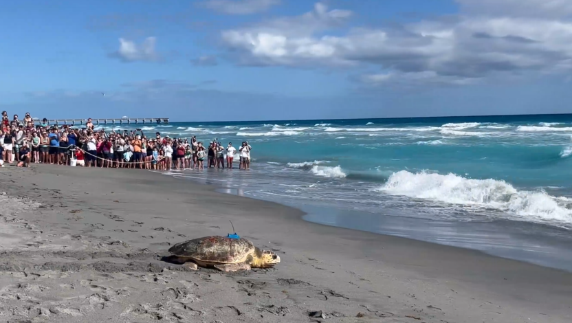 Rocky the sea turtle has a second chance at life