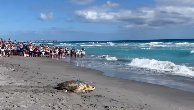 Rocky the sea turtle has a second chance at life - Vimarsana News