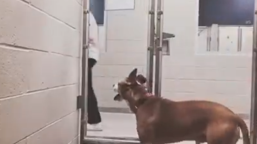 Dog at Indiana shelter watches as visitors go by