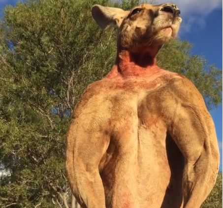 'Farewell Our Darling': Roger The Huge Kangaroo With Bulging Biceps Has ...