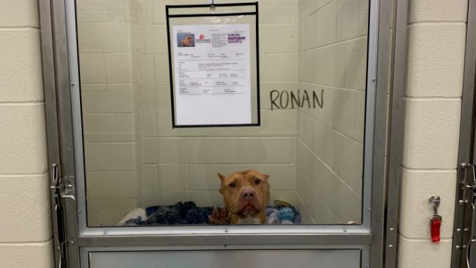 Longtime resident at Ohio animal shelter finds forever home after