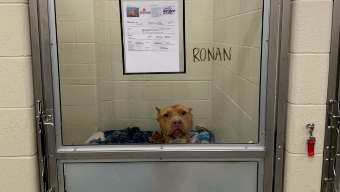 Longtime resident at Ohio animal shelter finds forever home after months of searching Longtime resident at Ohio animal shelter finds forever home after months of searching