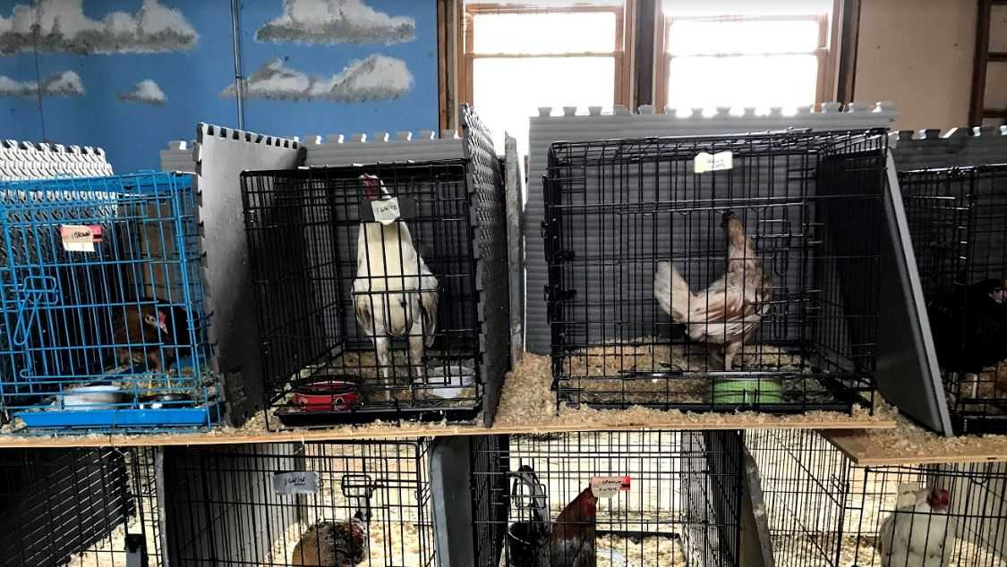 Nearly 400 Fighting Roosters Rescued In Historic Cockfighting Bust 