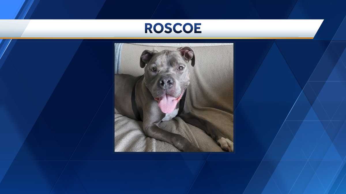 Meet the Nebraska Humane Society's pet of the week