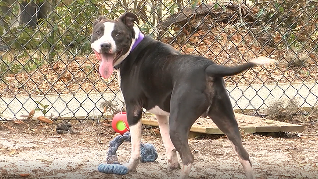 South Carolina: Missing dog found 3 years later, 400 miles away - Vimarsana News
