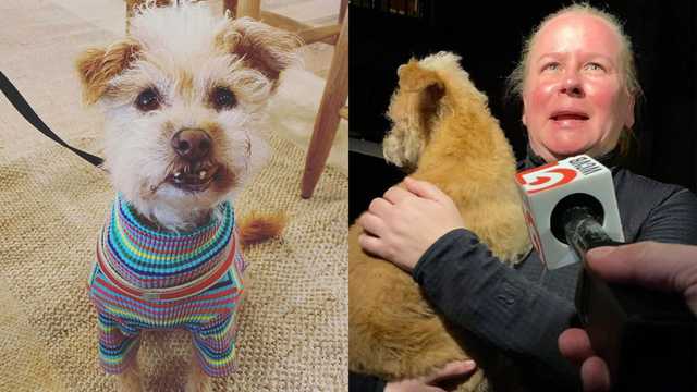 Dog reportedly stolen in Beacon Hill found in Mattapan, owner says - Vimarsana News