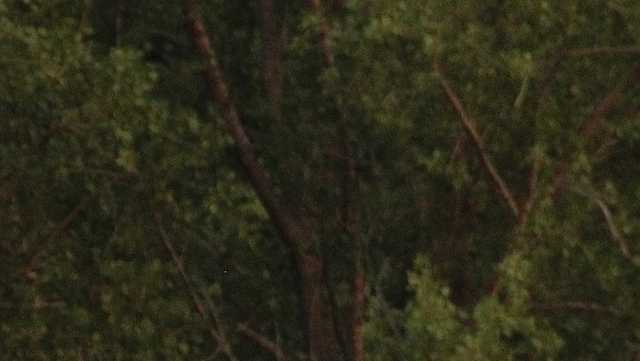 Roseate spoonbill in Wisconsin; birdwatcher pictures - Vimarsana News