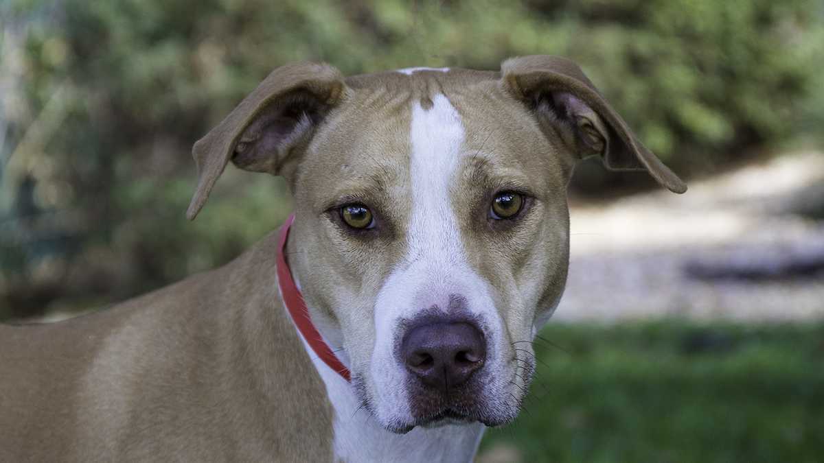 UPDATED South Florida adoptable pets