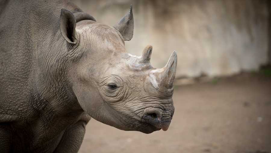 Columbus Zoo's only black rhino, Rosie, dies