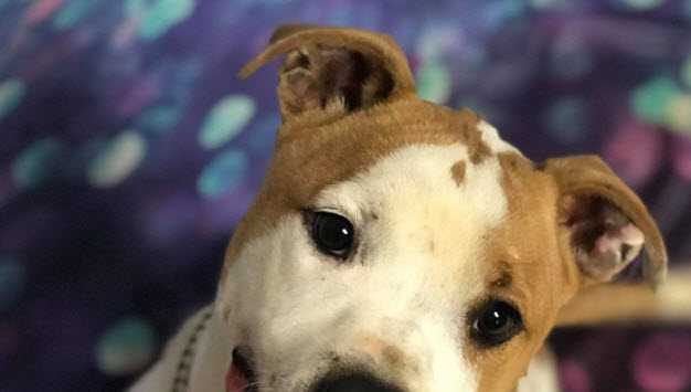 Local dog shelter asking for help after reaching full capacity