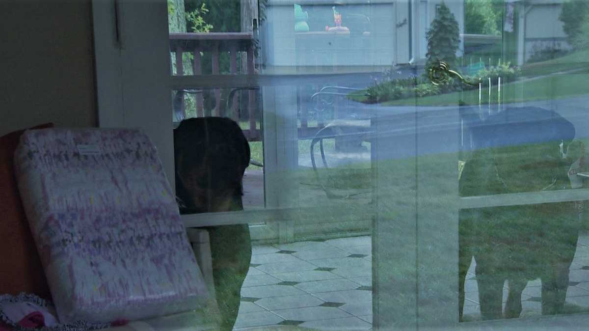 Dogs attack 6yearold girl, sending child to hospital