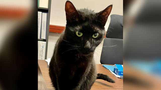 Cat found three weeks after escaping kennel at airport - Vimarsana News