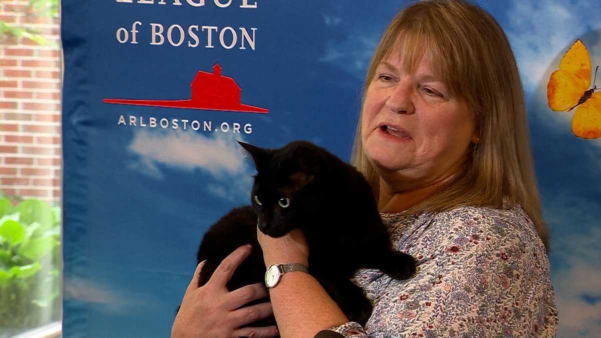 Cat missing at Logan Airport for 3 weeks back with owner
