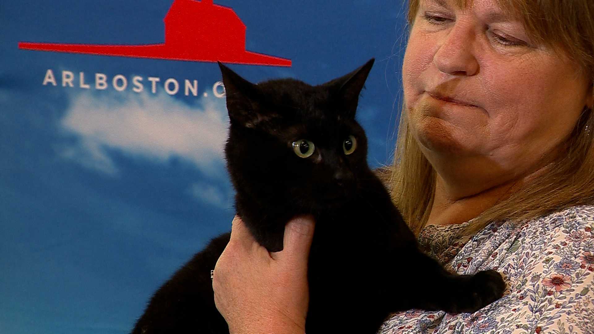 14-year-old rescue cat becomes first feline to join airport