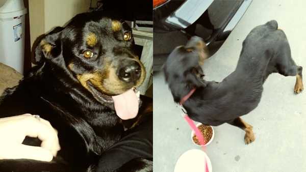Police seek pair who threw dog from moving pickup truck in Delhi Township