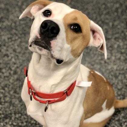 Wisconsin Humane Society Wisconsin Humane Society