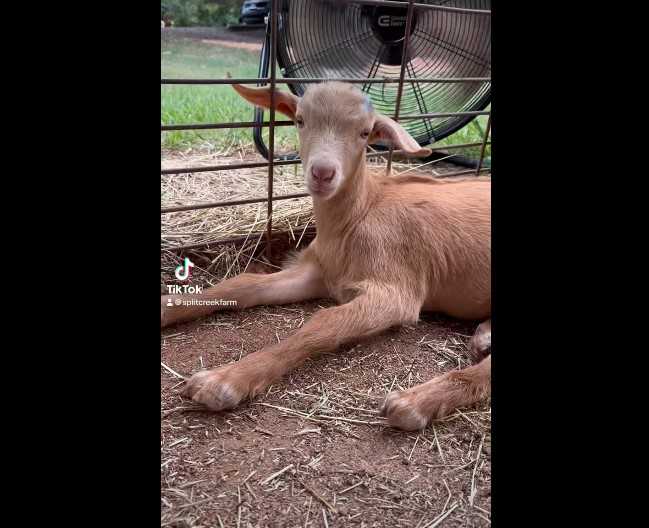 King Charles III gives rare goat breed royal title; 4 of the 8 in the US live in South Carolina