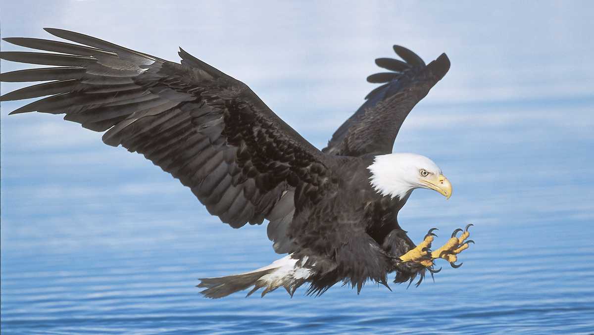 Louisiana wildlife authorities increase reward for information in bald eagle killing