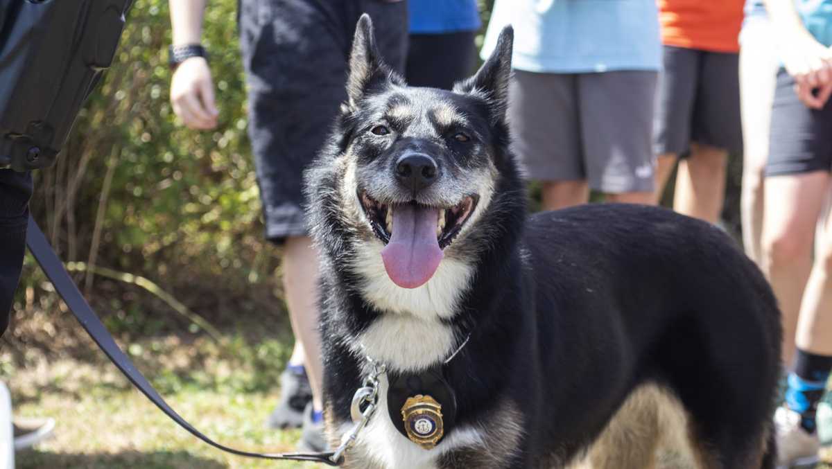 Rhode Island police search and rescue dog goes missing