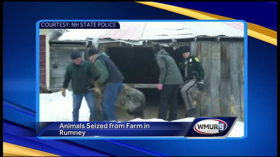 Animals seized from Rumney farm
