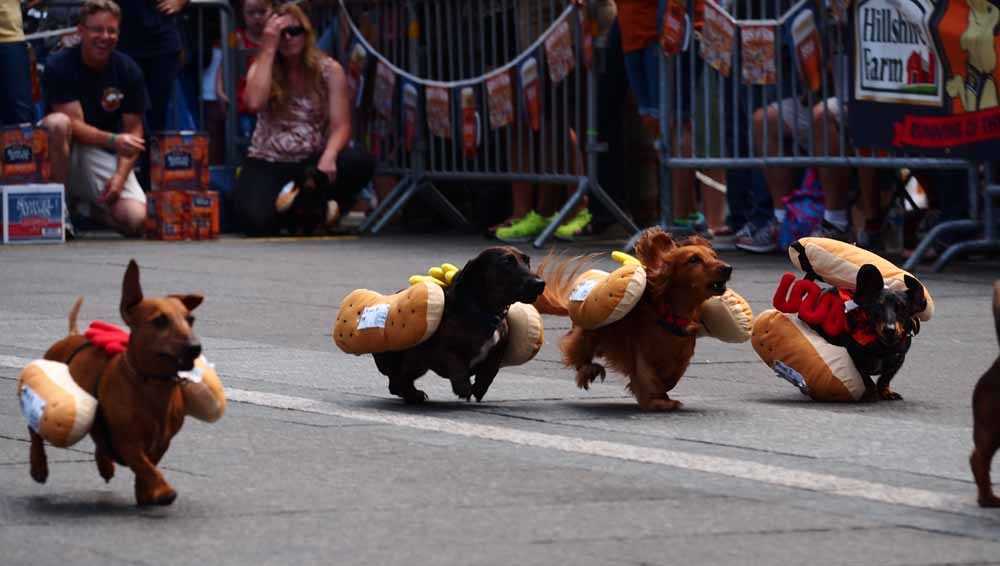 100 wiener dogs race at Oktoberfest Cincinnati