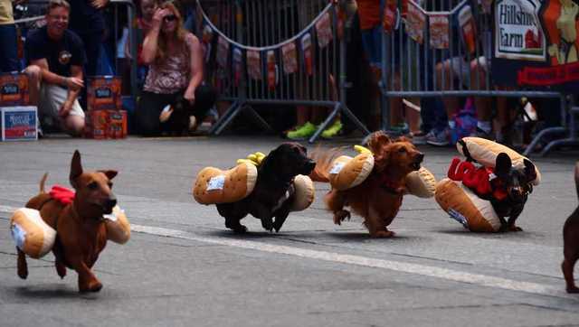 Cincinnati Bengals Running Dog Costume