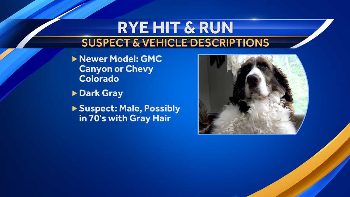 Police give vehicle description for hit-and-run involving dog