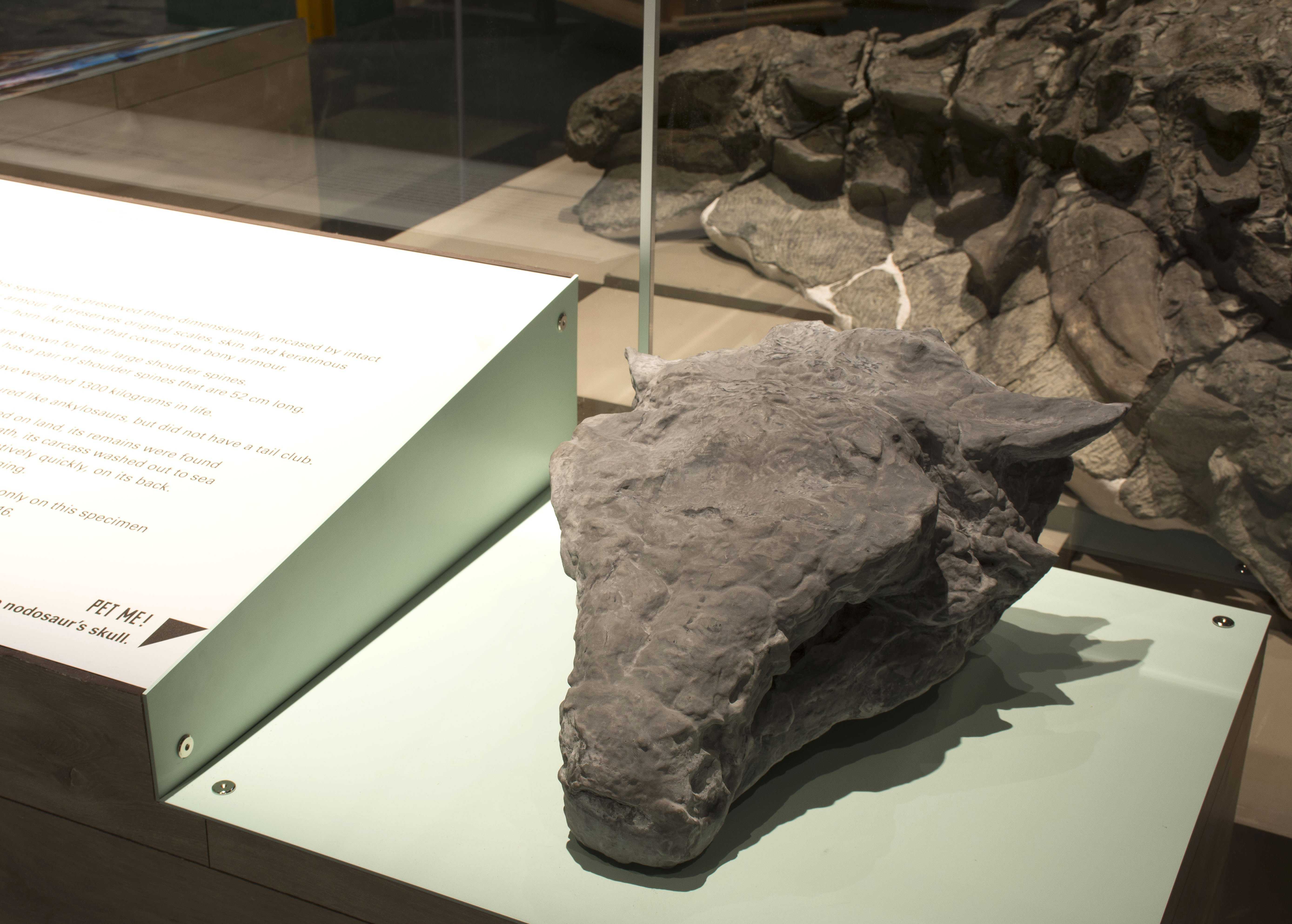 tyrrell museum nodosaur