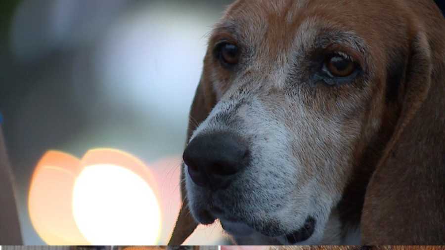 The horrific violence done to an elderly beagle named Max is bringing tears to the eyes of the volunteers caring for him.