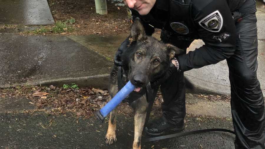 Officers and a police dog tracked a suspected DUII driver for close to two hours Friday afternoon through pouring rain.