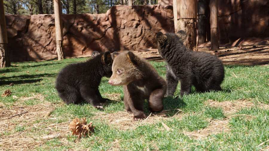 This file photo shows bears similar to those that were killed.