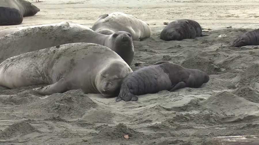 While the rest of the country was busy worrying about the government shutdown, a colony of elephant seals waddled onto a Northern California beach and snuggled on the sand. And they're in no rush to leave.
