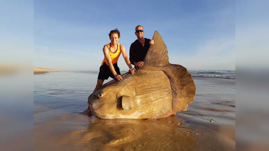 Two fishermen stand beside a giant sunfish that washed up on the Murray River in Australia.