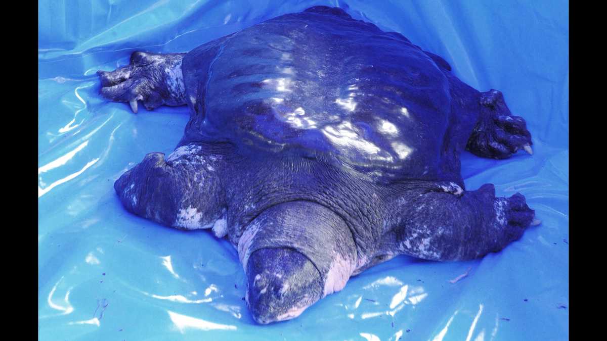 one-of-world-s-most-endangered-turtles-dies-leaving-3-left