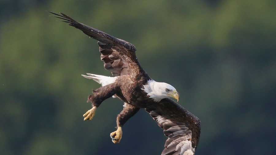 A Bald Eagle Was Shot In Oregon Officials Are Offering A