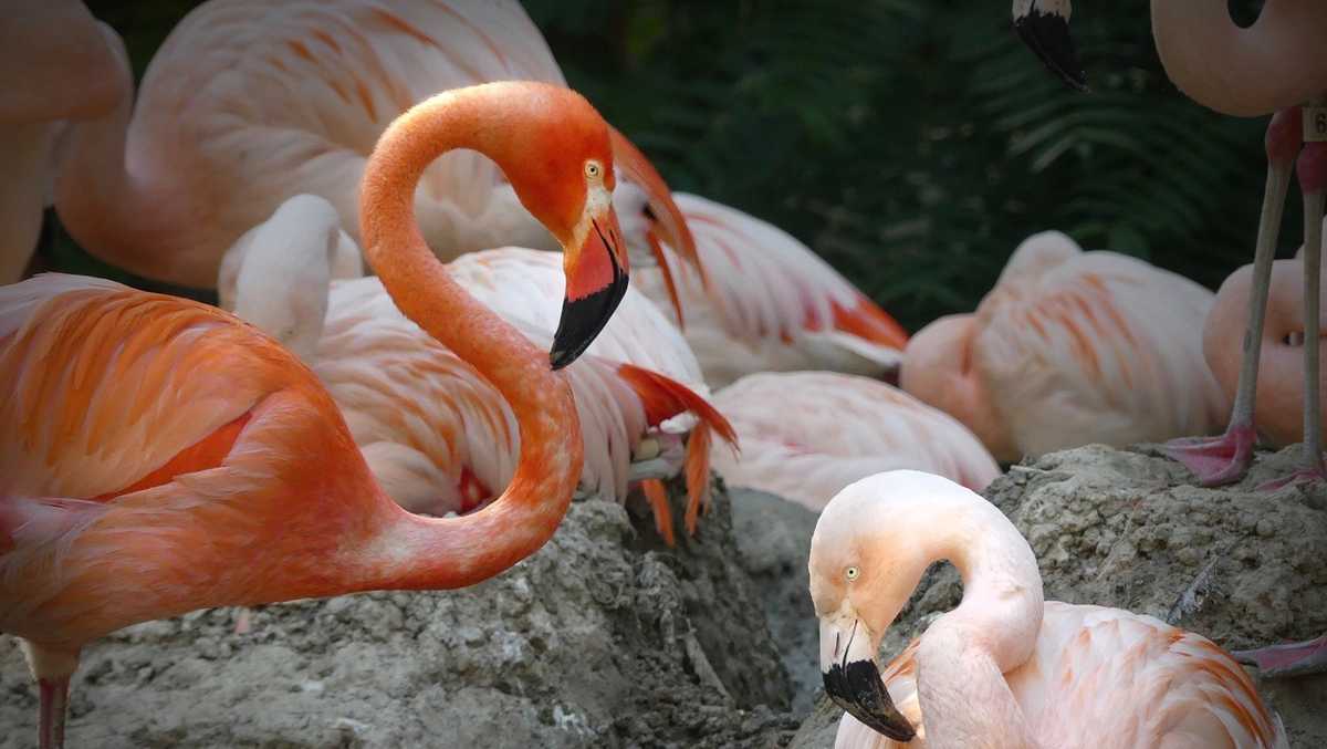 Zoo shares the story of same-sex flamingo couple Lance Bass and Freddie ...