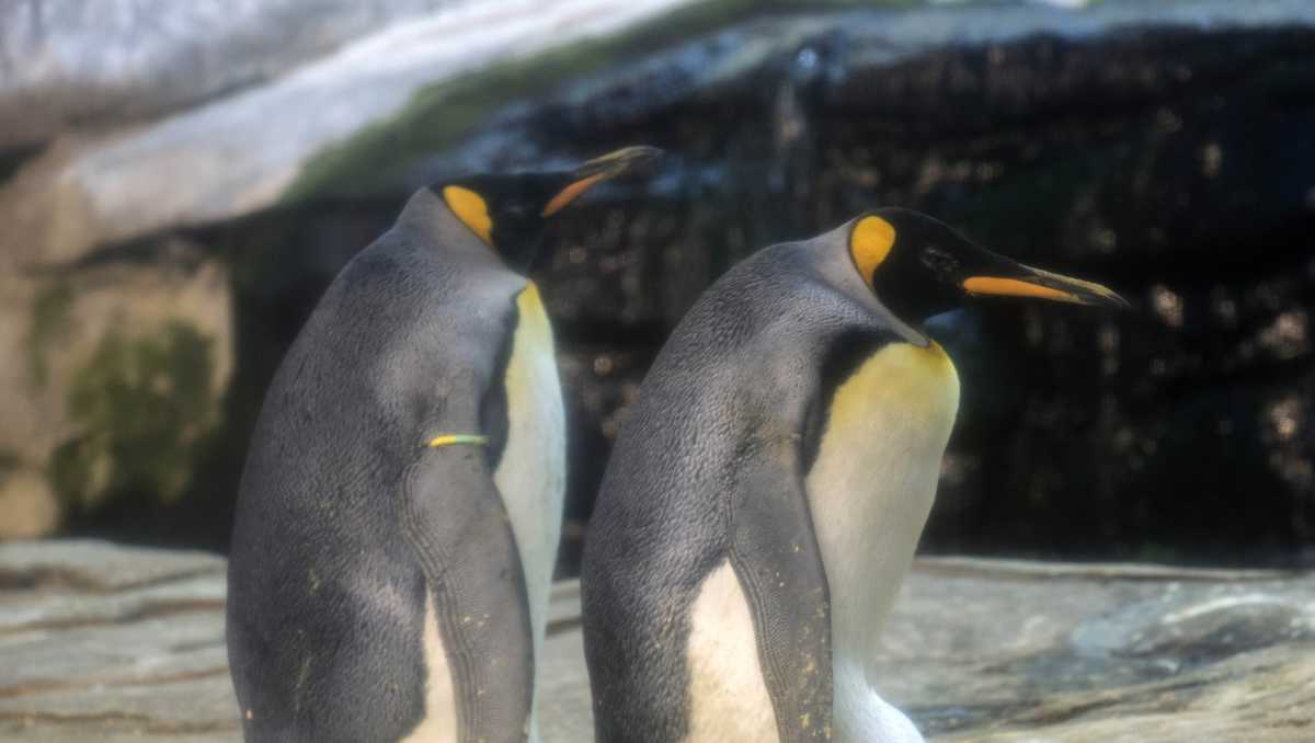 A gay penguin couple adopted an egg in a Berlin zoo