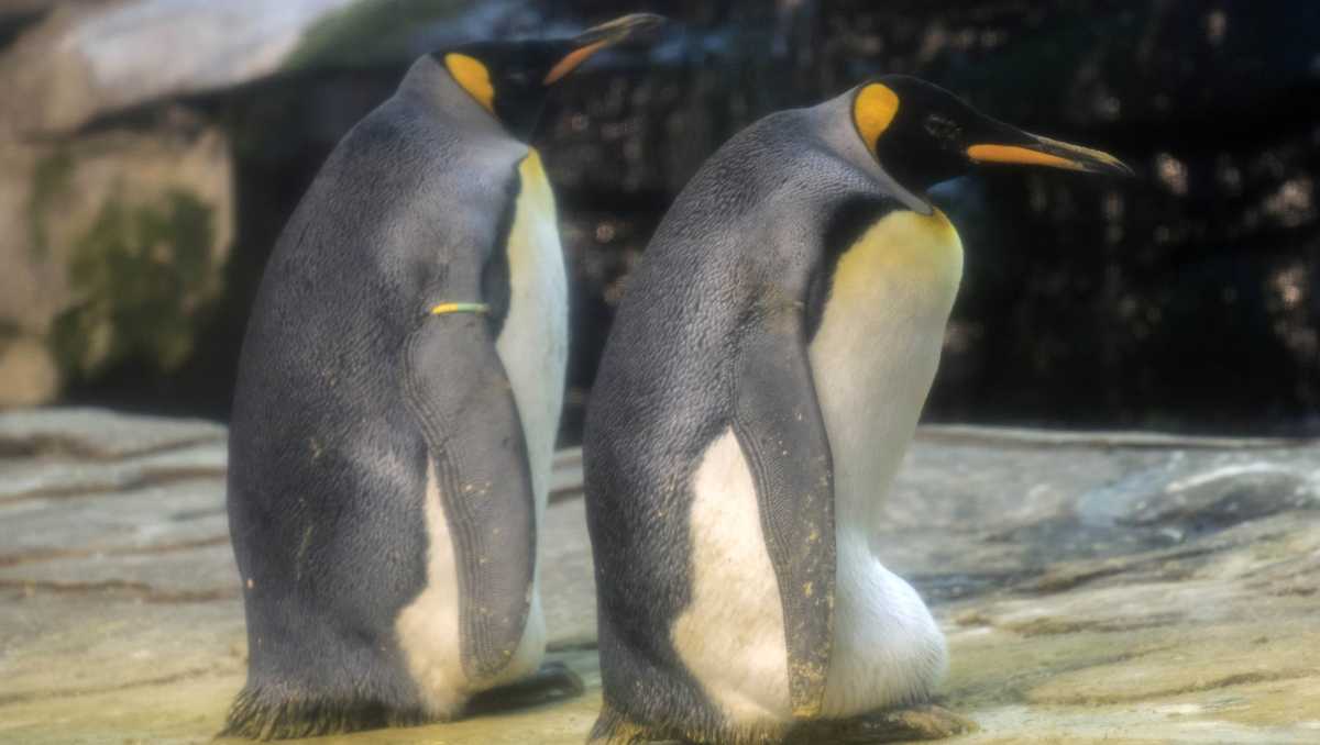 A gay penguin couple adopted an egg in a Berlin zoo