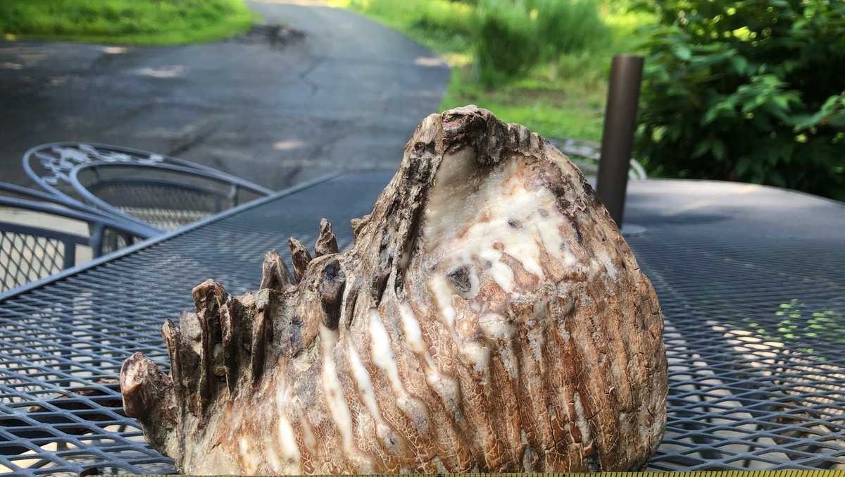 12-year-old discovers woolly mammoth tooth in Ohio creek