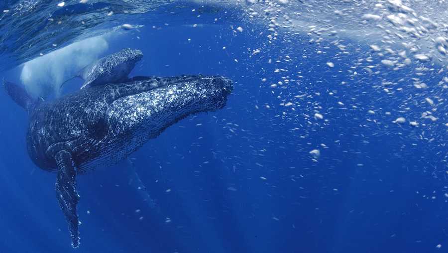 A key population of humpback whales is in recovery after it was pushed close to extinction by centuries of exploitation, according to a new study. 