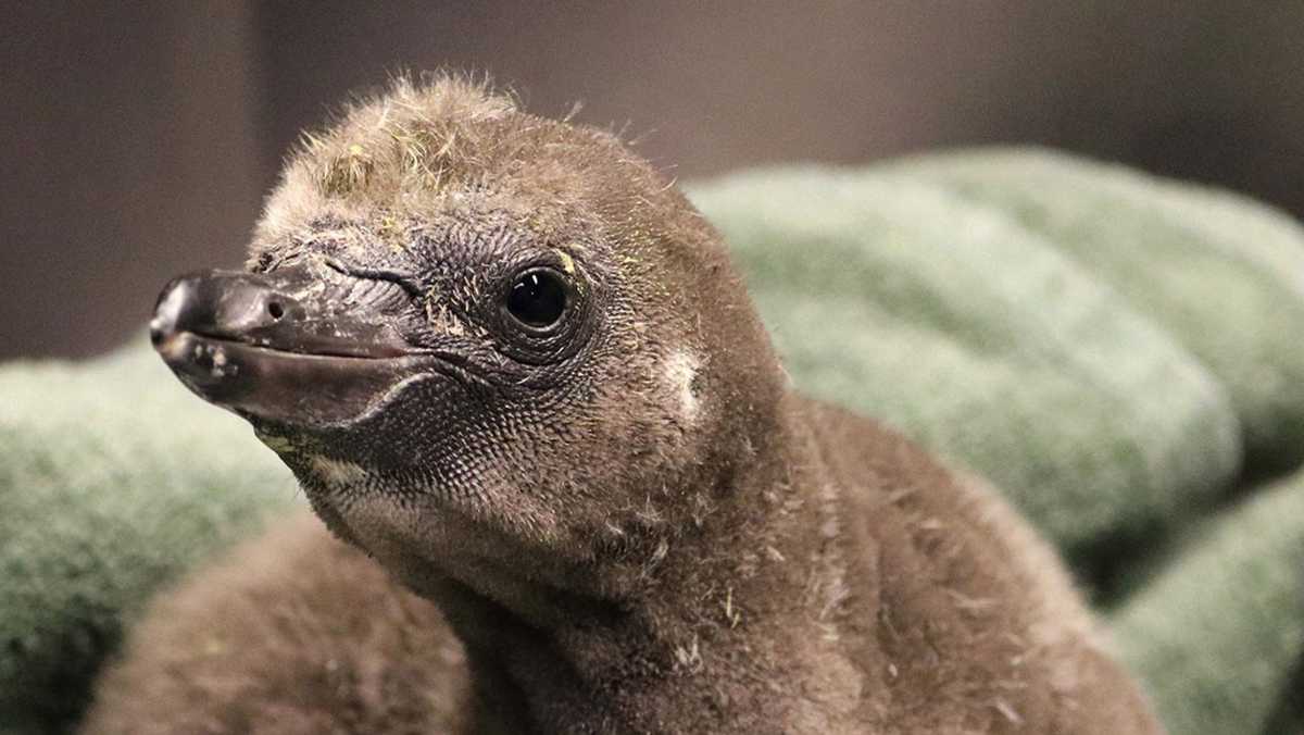 Same-sex penguin couple become first-time dads at New York zoo