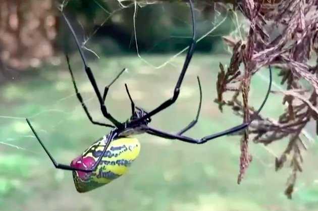 These large, invasive spiders could spread throughout the eastern U.S.