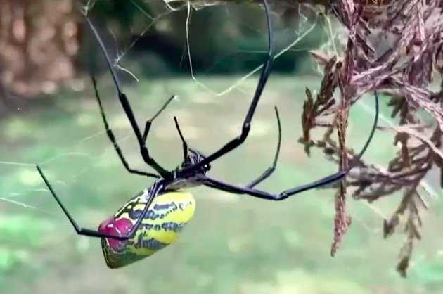 This is how spiders weave webs in space without gravity