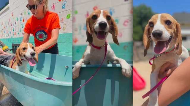 Rehoming 4,000 beagles is a nationwide challenge. Here's how organizations are helping - Vimarsana News