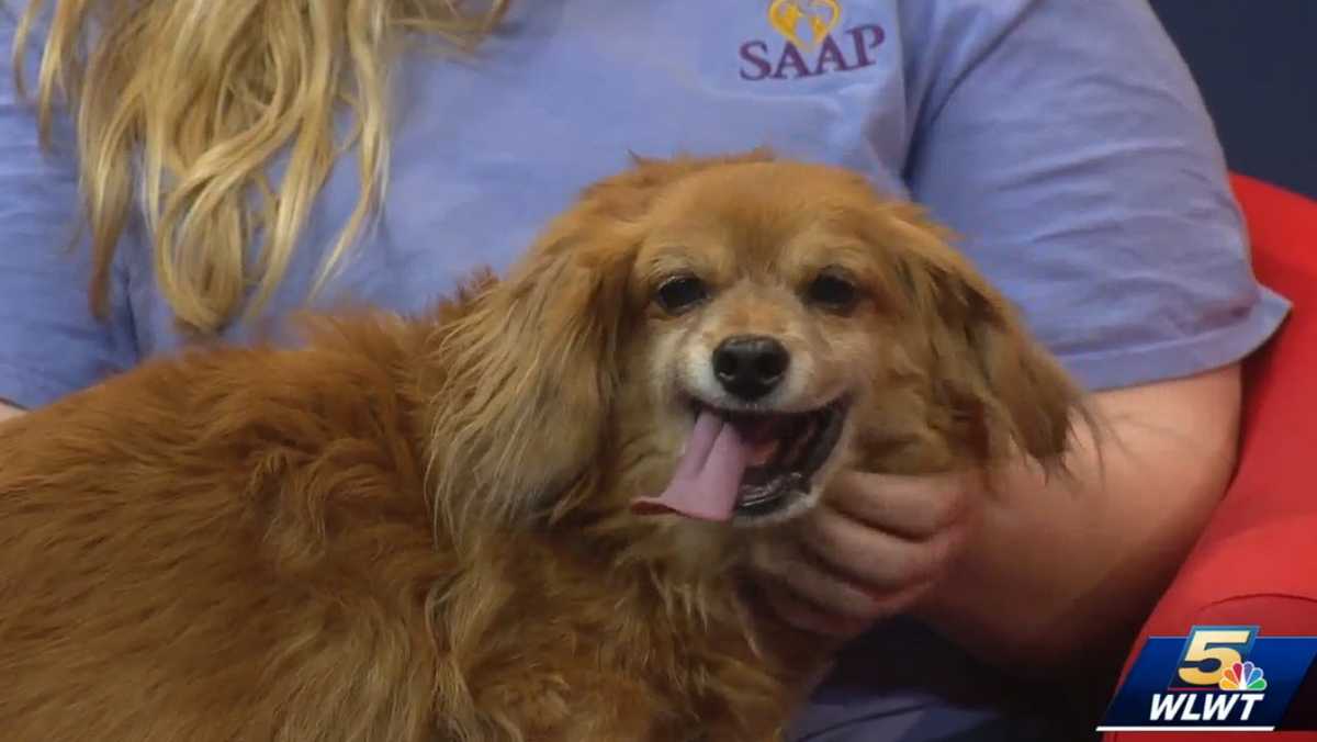 Meet the unique dog and cat searching for loving homes