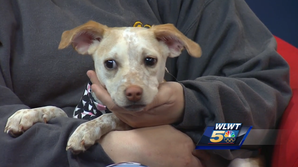 Meet the friendly puppy and cuddly cat up for adoption